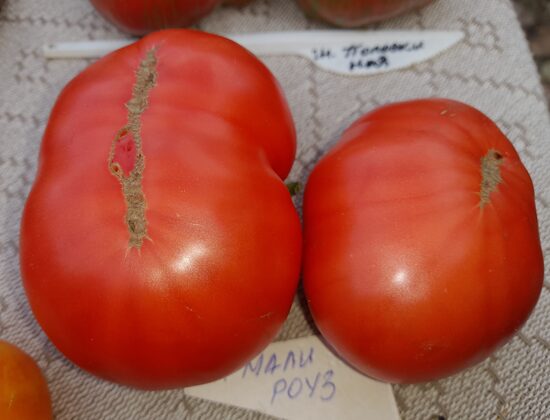 Гном Мали Роуз